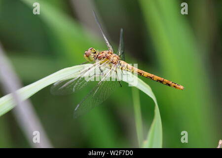 Eine weibliche Common darter (Sympetrum striolatum) Dragonflyat ruhen auf einem Blatt Stockfoto