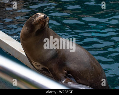 Orlando, Florida. Juni 17, 2019. Schönes Sea Lion warten auf eine Person, die ihn zu werfen Fisch in Seaworld Stockfoto