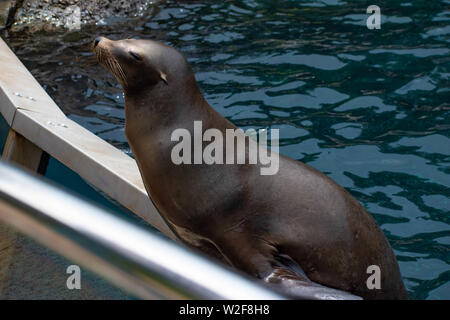 Orlando, Florida. Juni 17, 2019. Schönes Sea Lion warten auf eine Person, die ihn zu werfen Fisch in Seaworld Stockfoto