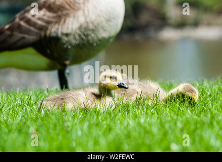 Nette junge Gänschen im Gras in der Nähe von Erwachsenen Kanada Gans sitzen. Stockfoto