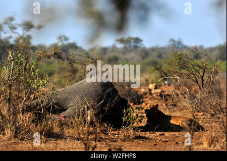 Ein Löwe (Panthera leo) Stolz tötete einen Elefanten spät in der Nacht. Tagsüber bewachte eine Löwin den Mord im Krüger National Park, Südafrika Stockfoto