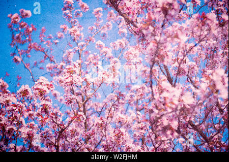 Texturierte Überlagerung von rosa Kirschblüten blühen auf blauen Himmel Betonwand Stockfoto