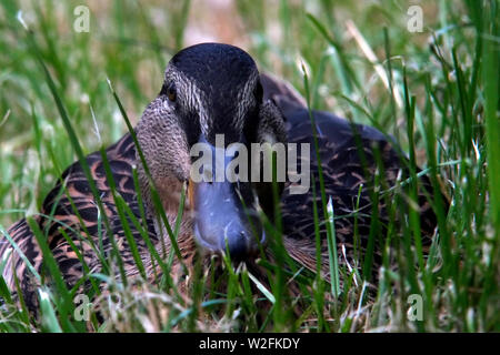 Eine weibliche Stockente in kurzen Gras neben dem Grand Union Canal in Buckinghamshire, England ruht im Juli 2019. Stockfoto