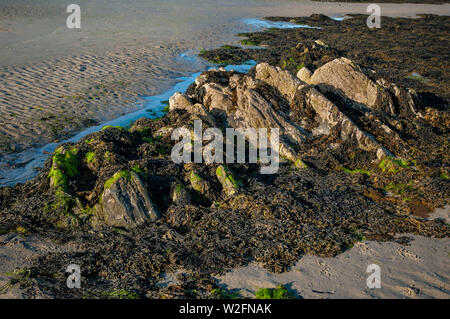 Hervorstehende Felsen bei Ebbe auf Douglas Beach, Insel Man. Stockfoto