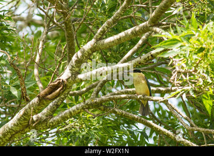 Heilige Eisvogel auf Zweig der Baumstruktur Stockfoto