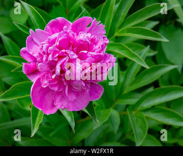 Einem farbenfrohen rosa Pfingstrose in einem Garten in Spekulant, NY USA wachsenden Stockfoto