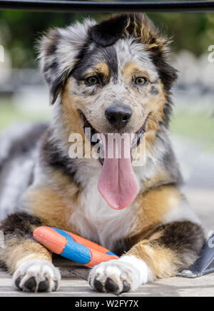 Australian Shepherd Hündin Welpe ruht mit Spielzeug. Stockfoto