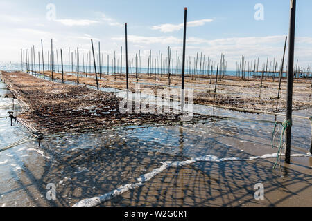 Net und hölzerne Stange für locken Algen im Meer. Stockfoto