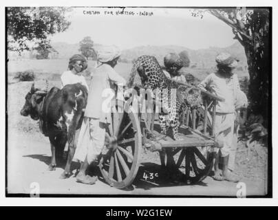 Gepard auf der Karre, für die Jagd in Indien benutzt (vermutlich Anfang des 20. Jahrhunderts). Stockfoto