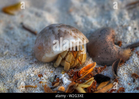 Dieses einzigartige Foto zeigt eine kleine Einsiedlerkrebs in den Sand auf einer Insel der Malediven, wo die Natur noch intakt ist Stockfoto