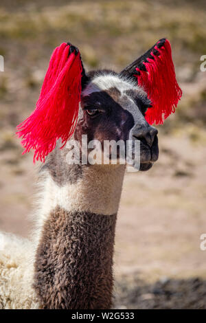 Porträt eines peruanischen Lama (Lama glama) mit roten Garn-Ohrschmuck (Quasten), um Raubtiere abzuschrecken und seinen Besitzer, Peruanischen Altiplano, zu identifizieren. Stockfoto