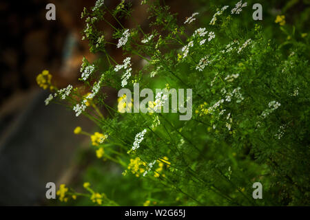 Weiß Koriander Blumen im Garten pokhara Nepal Stockfoto