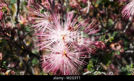 Nahaufnahme der fairyduster Blumen in Arizona Stockfoto