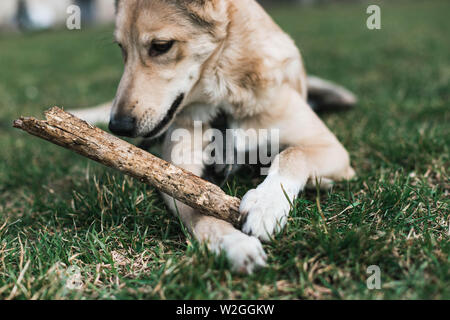 Beige schöner Hund, Husky Knabbereien ein Stick Stockfoto