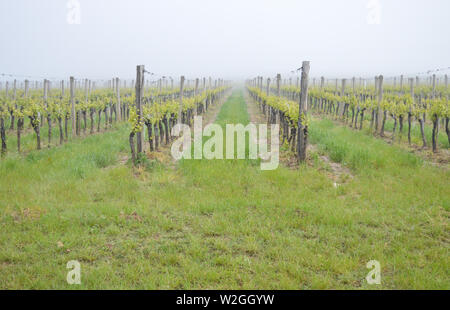 Kutjevo Weinberge in misty morning, Kroatien Stockfoto