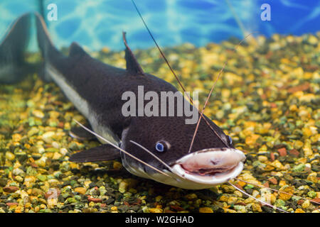 Red-tailed Wels in einem Aquarium mit einer Wunde an der Lippe, Wels gefangen Stockfoto