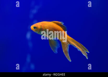 Ein Goldfisch in einem transparenten Aquarium auf einem dunkelblauen Hintergrund. Horizontale Fotografie Stockfoto