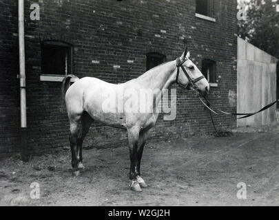 Minnie Mae (Englisch Mare). In der Pariser Frieden Parade Juli 14, 1919 geritten, von Oberst C.C. Marshall, Jr., a.d.c. General Pershing. Paradierten vor dem König und der Königin von Belgien und Sir Douglas Haig, britische Armee, auf Ihren Besuch G. H.Q., A.E.F Ca. 1920 Stockfoto