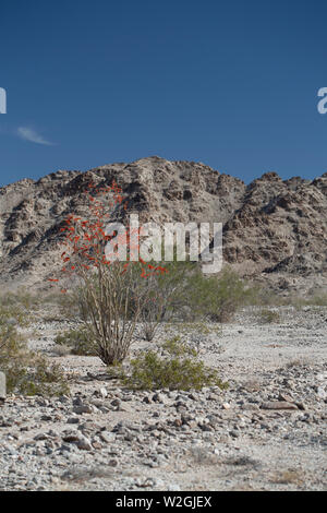 Red Ocotillo pflanze Blüte in der Anza Borrego Desert Stockfoto