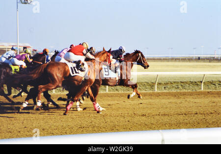 Rennpferde laufen an Penn National Horse Race Track in Grantsville in Pennsylvania Ca. 1978 Stockfoto