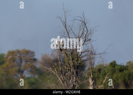 Zwei natürliche afrikanische Fisch Seeadler (haliaeetus vocifer) sitzen auf Baum Stockfoto