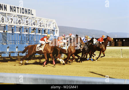 Rennpferde laufen an Penn National Horse Race Track in Grantsville in Pennsylvania Ca. 1978 Stockfoto