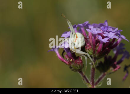 Ein weißes, thomisidae Crab Spider, Misumena vatia, auf einer Blume warten auf seine Beute auf der Blume und Nektar zu Land thront. Stockfoto