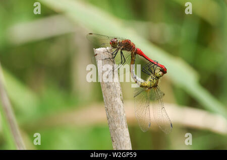 Eine schöne passende Paar Ruddy Darter libelle, Sympetrum sanguineum, auf ein Rohr am Rande eines Teiches thront. Stockfoto