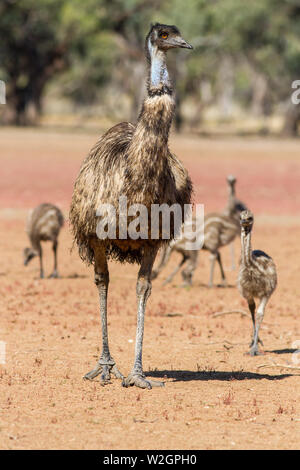 Männliche Emu mit Küken Dromaius novaehollandiae Stockfoto