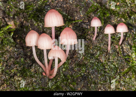 Pilze auf der Rain Forest Floor Stockfoto