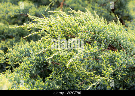 In der Nähe von Golden Juniperus horizontalis 'Teppich', wie Wacholder kriechen oder schleichende Zeder bekannt, mit jungen grünen Sprossen am Anfang Stockfoto