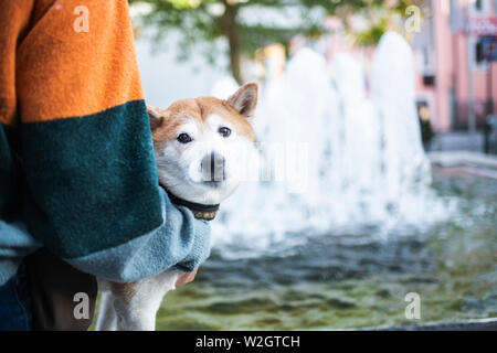 Shiba Inu in der Stadt. Shiba Inu mit Leine. Hund mit seinem Besitzer in der Stadt. Reisen mit Hund. Stockfoto