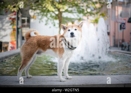 Shiba Inu in der Stadt. Shiba Inu mit Leine. Hund mit seinem Besitzer in der Stadt. Reisen mit Hund. Stockfoto