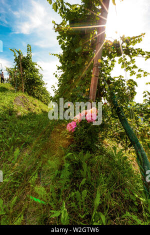 Italien Venetien Azienda Vinicola - Valdobbiadene - Ernte - Dobladino Wein Stockfoto