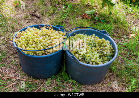 Italien Venetien Azienda Vinicola - Valdobbiadene - Ernte - Dobladino Wein Stockfoto