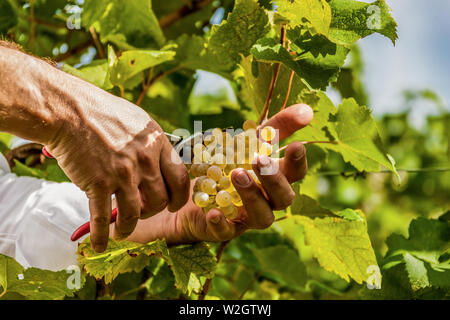 Italien Venetien Azienda Vinicola - Valdobbiadene - Ernte - Dobladino Wein Stockfoto