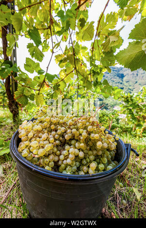 Italien Venetien Azienda Vinicola - Valdobbiadene - Ernte - Dobladino Wein Stockfoto