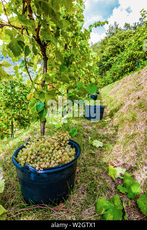 Italien Venetien Azienda Vinicola - Valdobbiadene - Ernte - Dobladino Wein Stockfoto