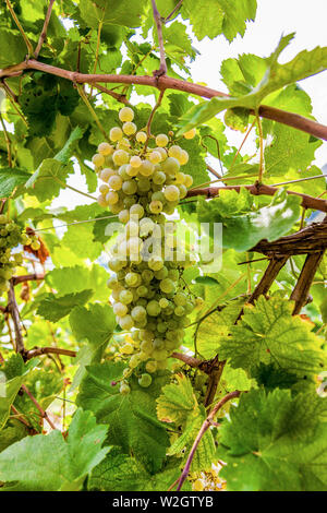 Italien Venetien Azienda Vinicola - Valdobbiadene - Ernte - Dobladino Wein Stockfoto