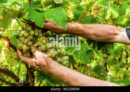 Italien Venetien Azienda Vinicola - Valdobbiadene - Ernte - Dobladino Wein Stockfoto