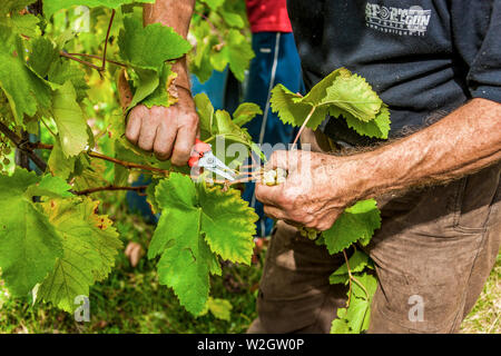 Italien Venetien Azienda Vinicola - Valdobbiadene - Ernte - Dobladino Wein Stockfoto