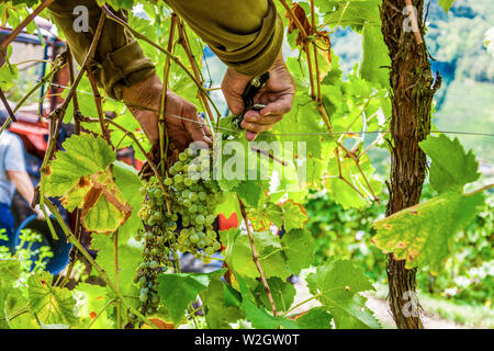 Italien Venetien Azienda Vinicola - Valdobbiadene - Ernte - Dobladino Wein Stockfoto