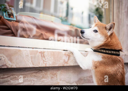 Shiba Inu in der Stadt. Shiba Inu mit Leine. Hund mit seinem Besitzer in der Stadt. Reisen mit Hund. Stockfoto