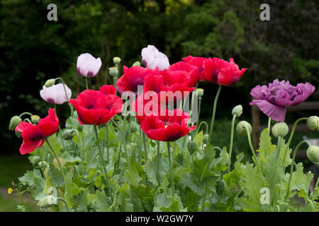 red, white and purple opium poppies, Papaver somniferum, brightly coloured flowers of this annual poppy in a country garden, June Stockfoto