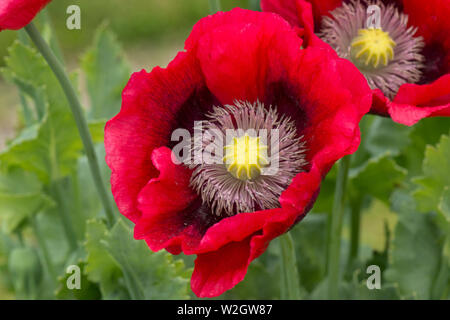 Red Schlafmohn, Papaver somniferum, bunte Blüten Dieser annnual Mohn in einem Land, Garten, Juni Stockfoto