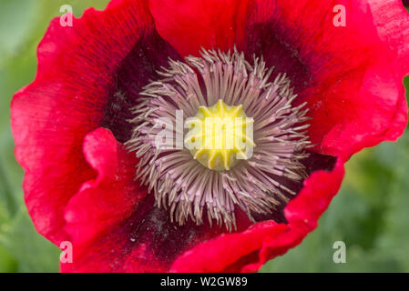 Red Schlafmohn, Papaver somniferum, bunte Blüten Dieser annnual Mohn in einem Land, Garten, Juni Stockfoto