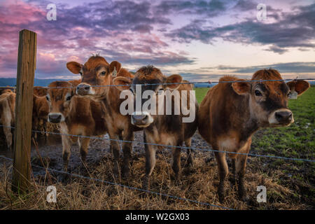 Freundliche Kühe hallo sagen bei Sonnenuntergang. Nord Kalifornien, USA. Stockfoto