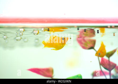 Kleiner Molly Fische, Poecilia latipinna in Fish Tank oder Aquarium, Unterwasser leben Konzept. Stockfoto