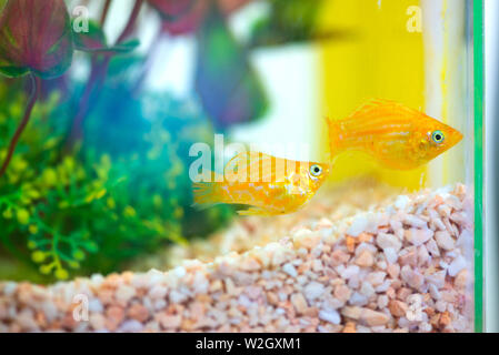 Kleiner Molly Fische, Poecilia latipinna in Fish Tank oder Aquarium, Unterwasser leben Konzept. Stockfoto