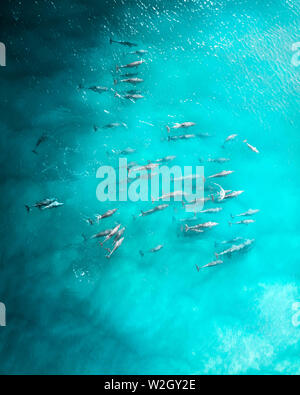 Luftaufnahme von einer Gruppe, in der Schule von Delphinen, die in den warmen tropischen Wasser. Schöne Antenne für eine große Gruppe von Delphinen in Blau Türkis Wasser Stockfoto